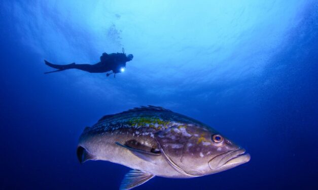 La Región exhibe su oferta como destino de buceo todo el año en el encuentro ‘Sumérgete’