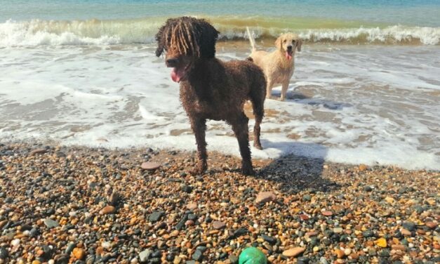 La playa canina de Mazarrón elegida como una de las diez mejores playas para disfrutar con tu mascota