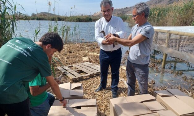 Presuelta de 20 ejemplares de cerceta pardilla en la Laguna de Las Moreras