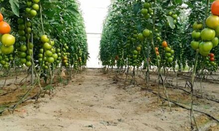 El Gobierno regional reclama del nacional que las reducciones en el IRPF incluyan también al cultivo del tomate en Mazarrón