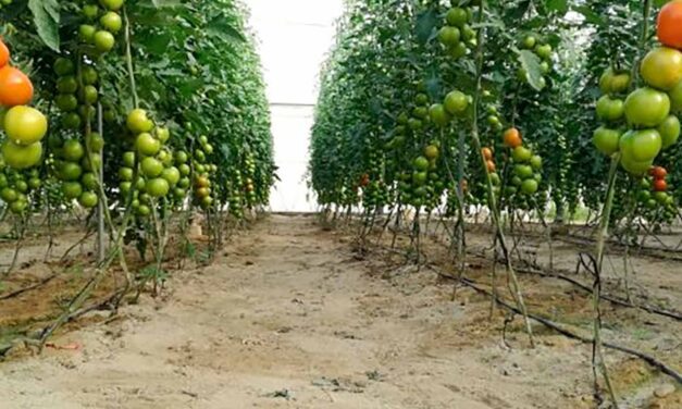 El Gobierno regional reclama del nacional que las reducciones en el IRPF incluyan también al cultivo del tomate en Mazarrón