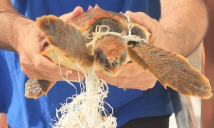 Rescatan una tortuga boba en el golfo de Mazarrón
