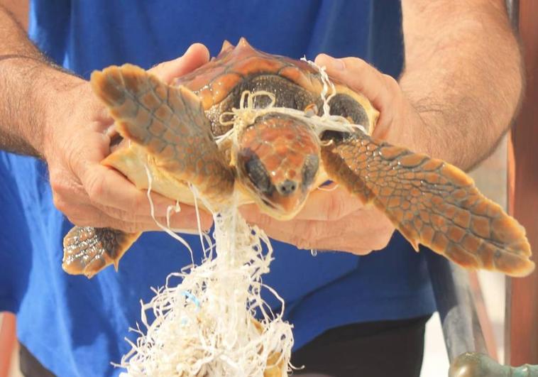 Rescatan una tortuga boba en el golfo de Mazarrón