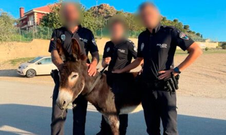 Un burro se escapa de su cuadra y muerde a un agente de la Policía Local
