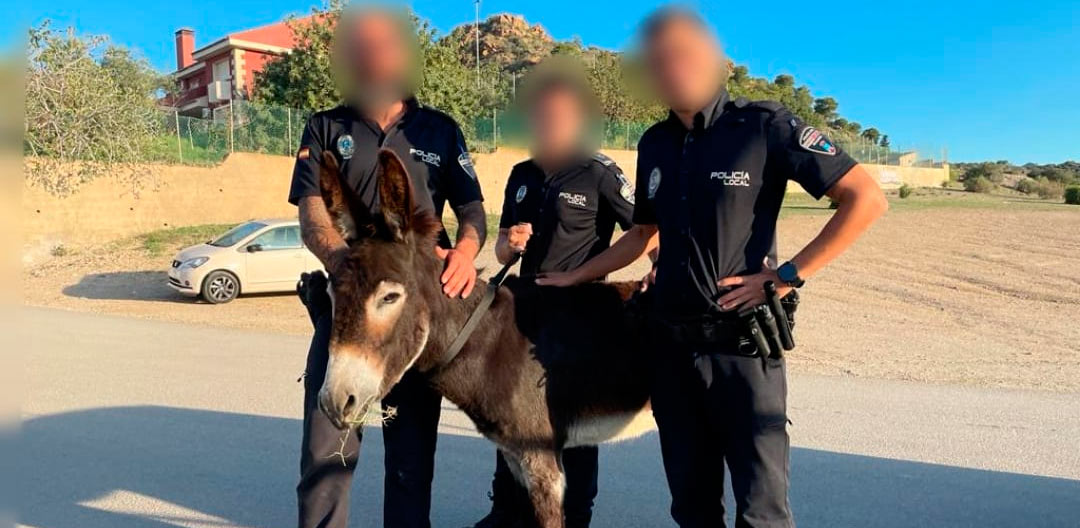Un burro se escapa de su cuadra y muerde a un agente de la Policía Local