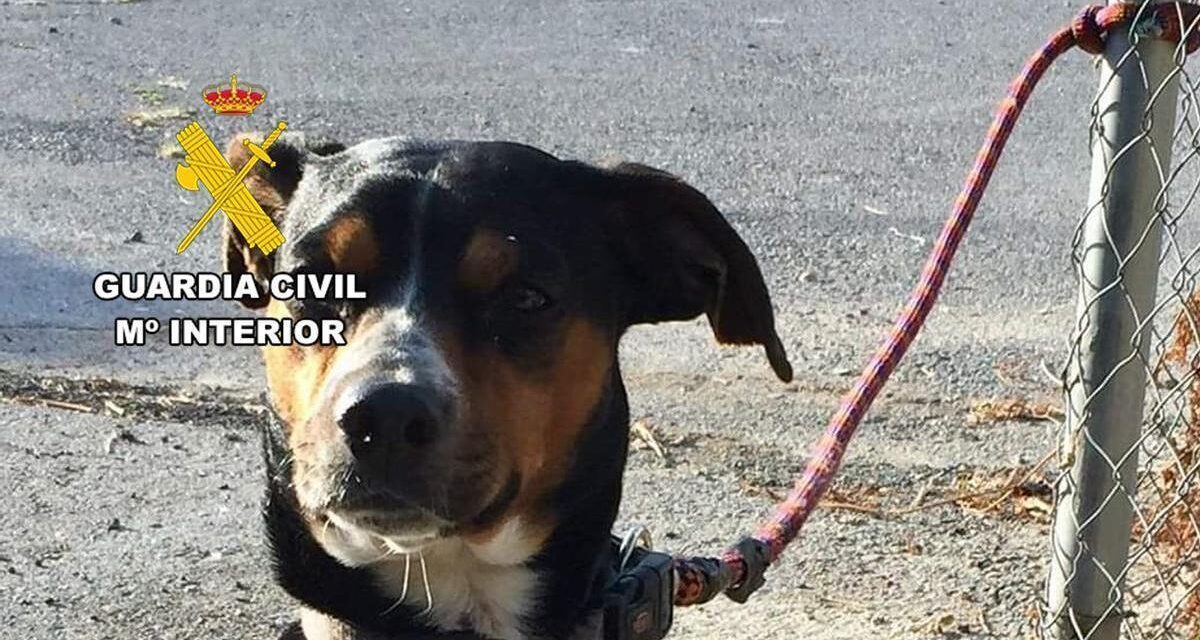 Mata a tiros al perro de un vecino con el que discutió en Mazarrón