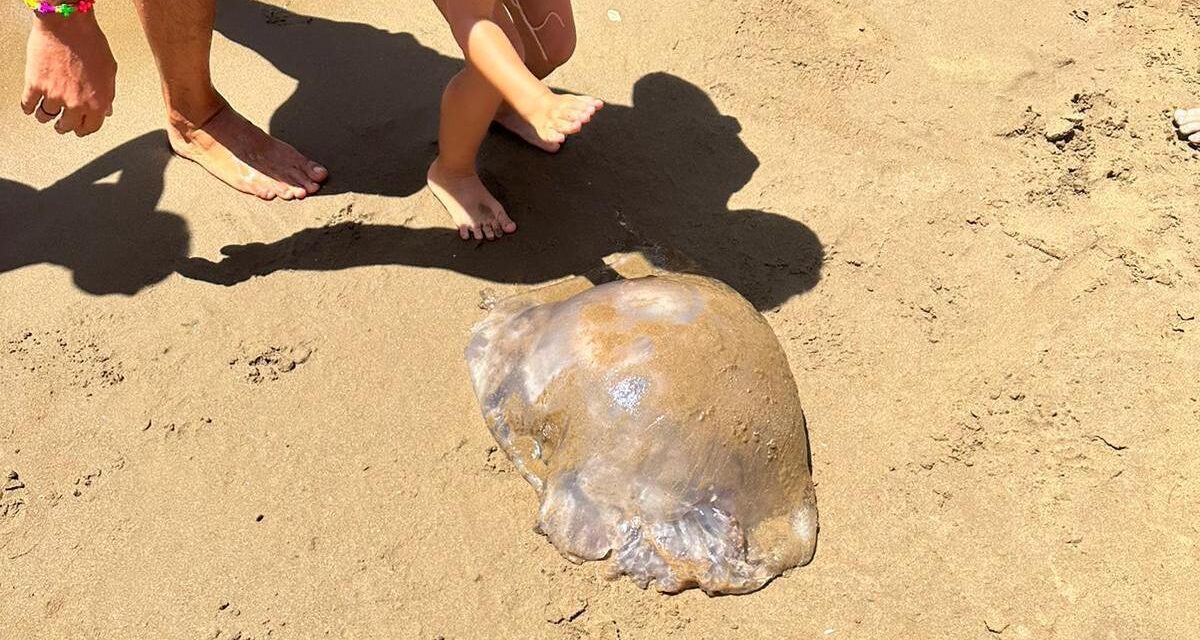 Susto en una playa de Mazarrón al encontrar una medusa gigante de 15 kilos