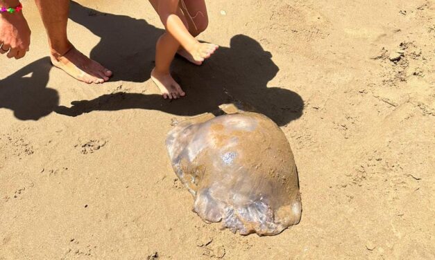 Susto en una playa de Mazarrón al encontrar una medusa gigante de 15 kilos