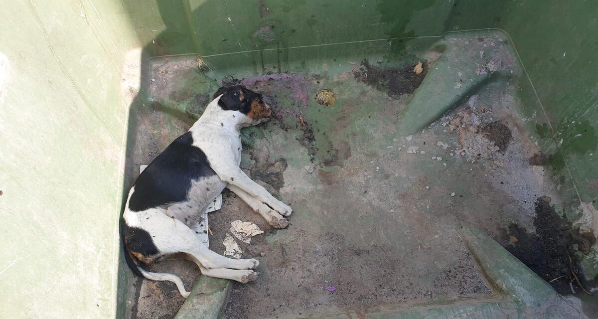 Investigan como maltrato animal la muerte de tres cachorros en Mazarrón