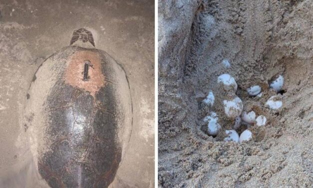 Una tortuga boba desova en Isla Plana después de tres años de intentos fallidos en la costa de la Región de Murcia