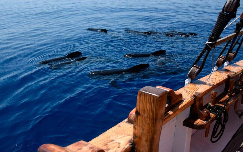 Seguimiento de poblaciones de calderón común en la ZEC ‘Valles Submarinos del Escarpe de Mazarrón’  Texto y fotos: La Voz