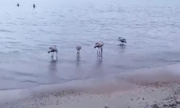 Flamencos en edad juvenil sorprenden a bañistas en El Alamillo