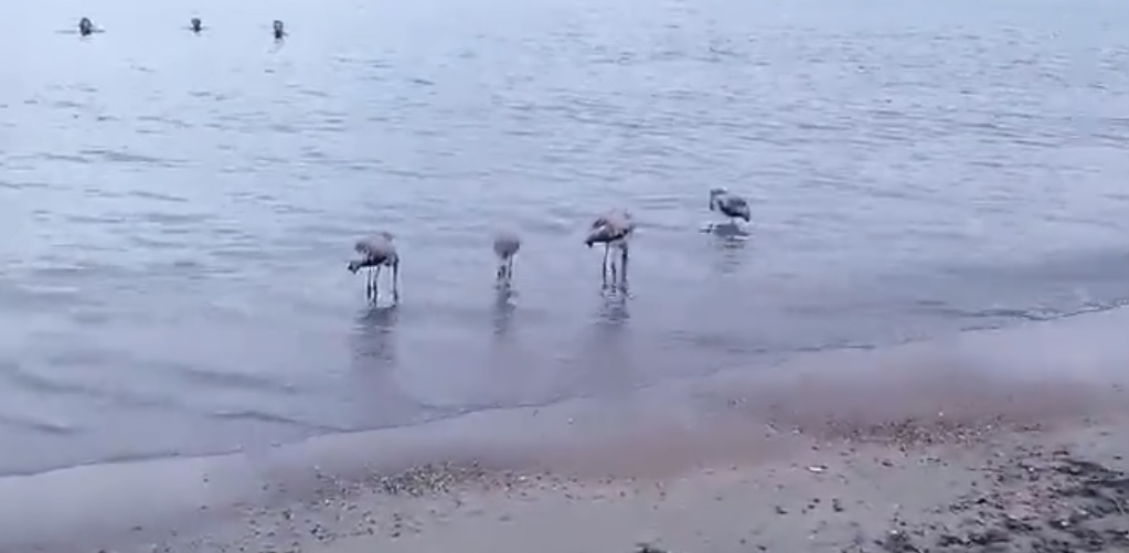 Flamencos en edad juvenil sorprenden a bañistas en El Alamillo