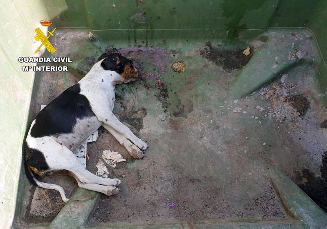 Mazarrón por la muerte de tres cachorros de perro
