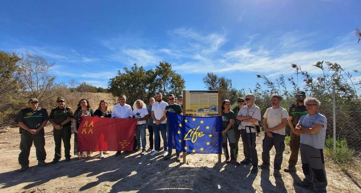La laguna de Mazarrón da la bienvenida a 20 ejemplares del pato más amenazado de Europa