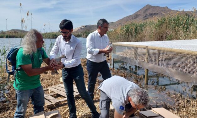 La Región prepara sus humedales para hacer hueco a la cerceta pardilla