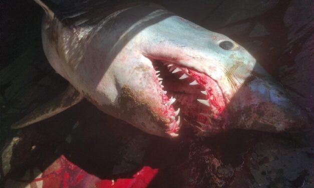 Un marrajo de gran envergadura aparece en una playa de Puerto de Mazarrón