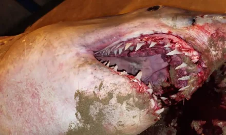 Aparece muerto un tiburón de 200 kilos de peso en una playa de Puerto de Mazarrón