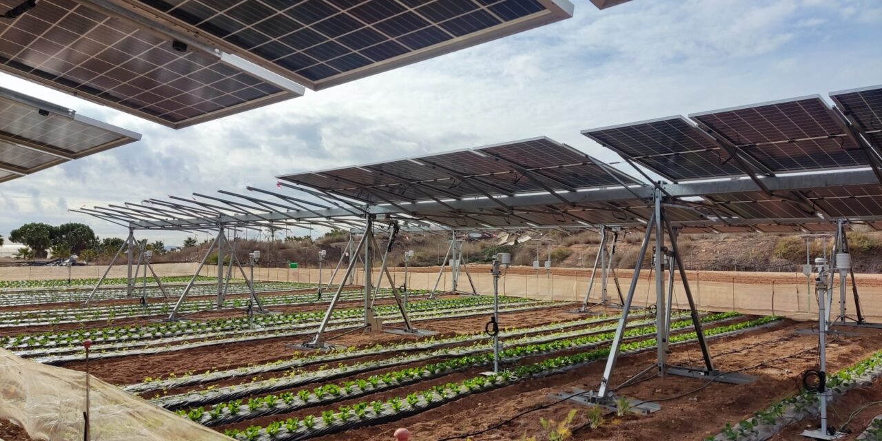 El IMIDA evalúa el potencial de los sistemas agrivoltaicos para la producción de hortalizas y platas aromáticas en la Región