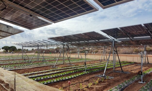 El IMIDA evalúa el potencial de los sistemas agrivoltaicos para la producción de hortalizas y platas aromáticas en la Región