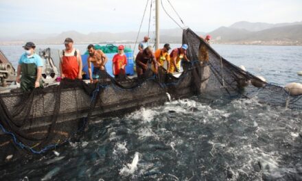 La almadraba de La Azohía declarada Bien de Interés Cultural inmaterial