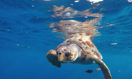 Quince organizaciones ecologistas piden al Gobierno reforzar los compromisos de protección marina en el Mediterráneo español