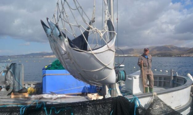 Más de 30 mantas raya recuperan la libertad en Cartagena gracias a la ayuda de los ambientalistas