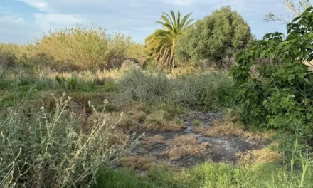 Vecinos y la CHS denuncian vertidos a una rambla de Mazarrón