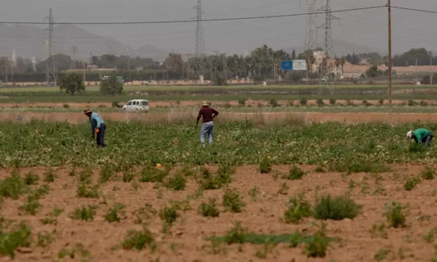 Laboral  La primera alerta por calor obliga a acortar la jornada en el campo