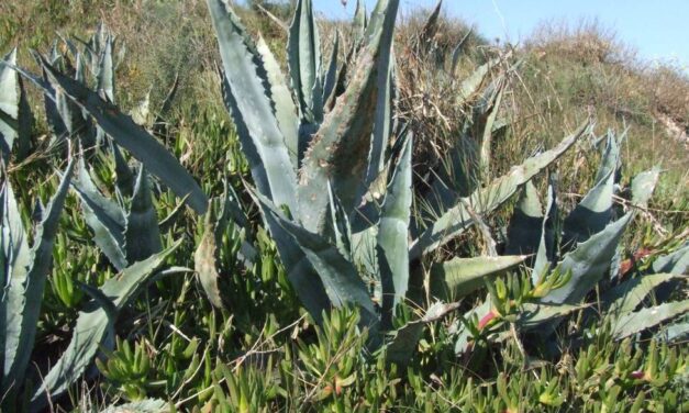 Medio Ambiente actuará contra las especies vegetales invasoras en el entorno de Cabo Cope