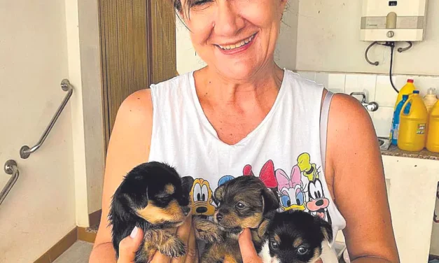 La Ley de Bienestar Animal no logra atajar el abandono de mascotas