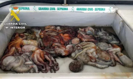 Guardia Civil  Sorprenden a unos pescadores con 11 kilos de pulpo inmaduro en Mazarrón