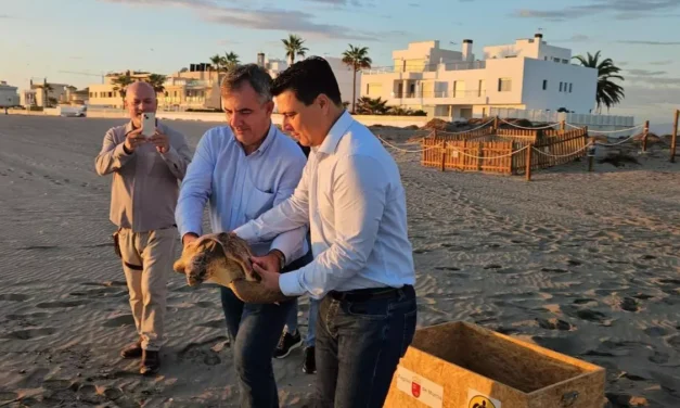 Liberan un joven ejemplar de tortuga boba en San Javier tras pasar por el Centro de Recuperación nacido en la Costa de Mazarrón