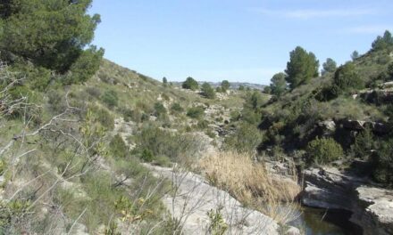 Los efectos de la sequía afectan ya a más de 700.000 árboles de la Región