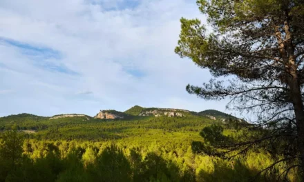 La Consejería prevé actuar en 800 zonas de montes públicos afectadas por la sequía