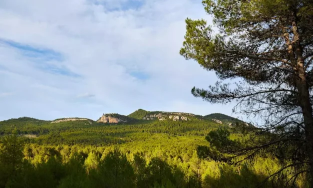 La Consejería prevé actuar en 800 zonas de montes públicos afectadas por la sequía