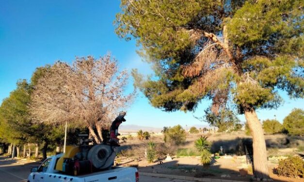 Plan de actuación contra la procesionaria del pino en todo el municipio de Mazarrón, pedanías y Camposol