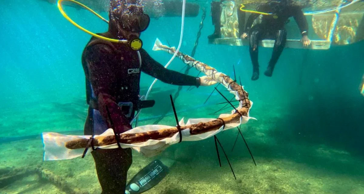 El trabajo de los ‘ingenieros’ fenicios, al descubierto gracias al pecio de Mazarrón