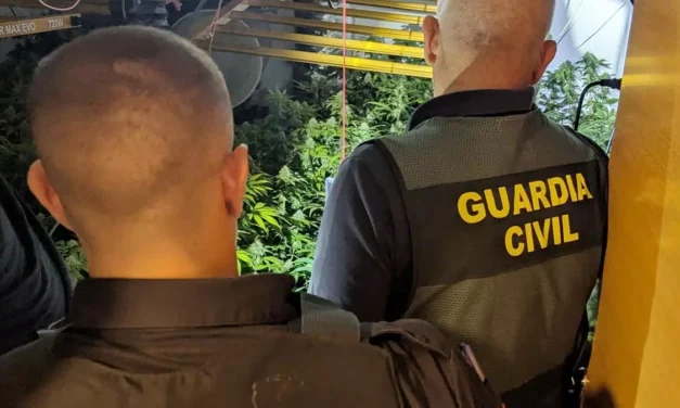 La Guardia Civil de la Región de Murcia, en colaboración con la Policía Local de Mazarrón, ha desarrollado la operación ‘Timoria’, una investigación que ha culminado con la desarticulación de un invernadero clandestino de cannabis