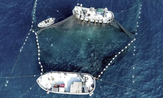 La almadraba que resiste en el Mediterráneo