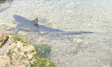Alarma por el número de tiburones y mantarrayas varadas en la costa del Mediterráneo