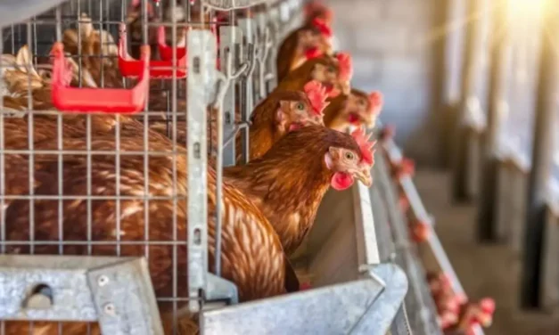 El Gobierno confina aves de corral en 10 municipios de la Región desde el lunes para no propagar la gripe aviar