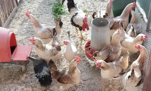Veterinarios y ganaderos critican el retraso de las medidas contra la gripe aviar en la Región