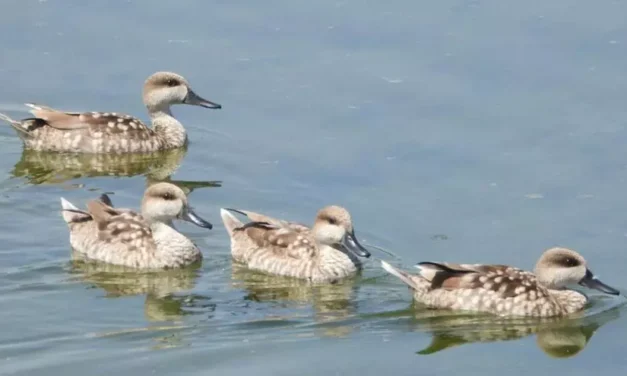 Piden ampliar el plan para proteger el pato más amenazado de Europa