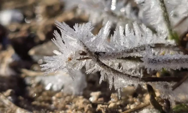 Heladas, frío intenso y viento: así arranca el fin de semana invernal en la Región de Murcia
