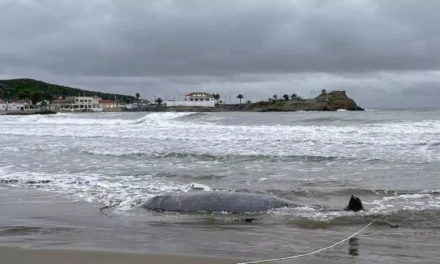 Dos ballenatos de Cuvier aparecen varados en la costa de la Región y ANSE relaciona su muerte a la presencia de dos buques militares en Mazarrón