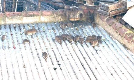 Indignación vecinal en Mazarrón por la proliferación de ratas en el centr