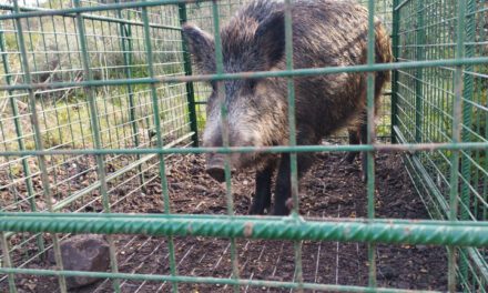 La Comunidad coordina con los ayuntamientos nuevas medidas para reducir la presencia de jabalíes en zonas urbanas y colindantes