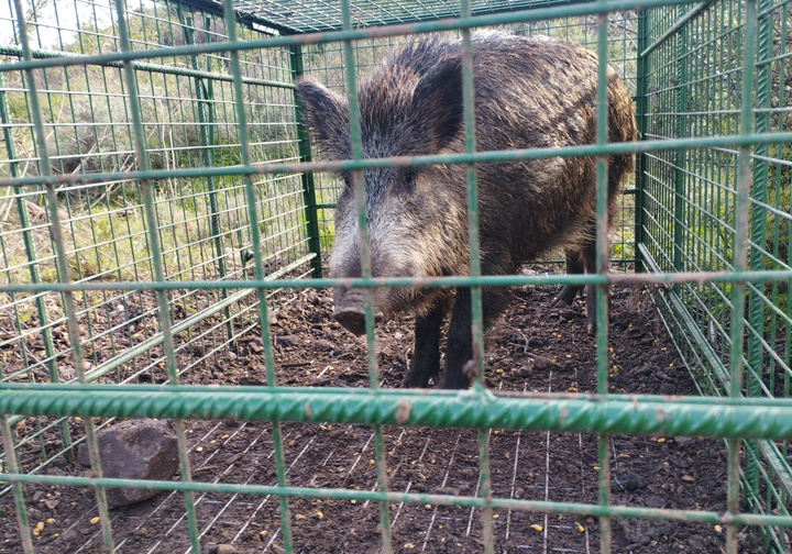 La Comunidad coordina con los ayuntamientos nuevas medidas para reducir la presencia de jabalíes en zonas urbanas y colindantes