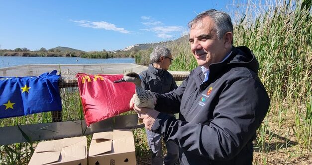 La Región de Murcia alcanza el centenar de cercetas pardillas liberadas dentro del proyecto LIFE de recuperación de la especie